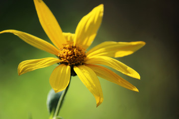 yellow flower in the green garden macro background wallpaper