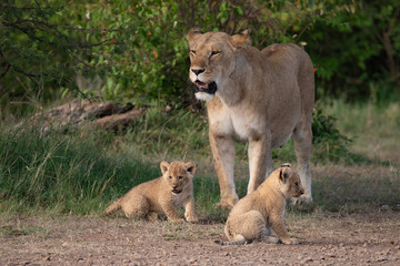 Fototapeta na wymiar lioness and her cubs in the Masai Mara