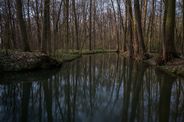 Fototapeta na wymiar Spring mood in the forest. Calm river and trees reflecting in river.