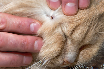 Tick is removed with human hands