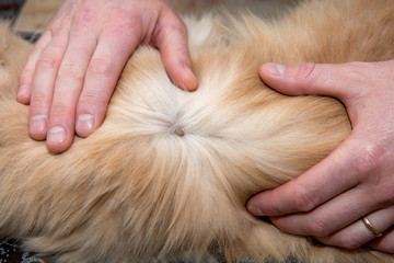 Help clean ticks from cat
