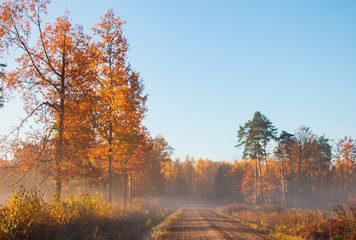 autumn landscape golden autumn trees in the fog along the road into the forest