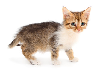 Obraz premium Small brown kitten.