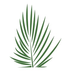 Areca palm leaf icon. Cartoon of areca palm leaf vector icon for web design isolated on white background