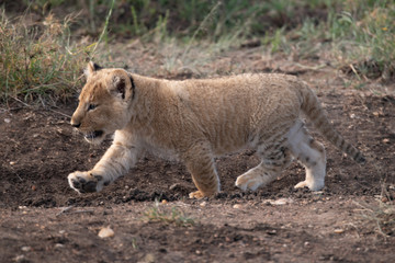 Fototapeta premium Lion cub walking in the Masai Mara