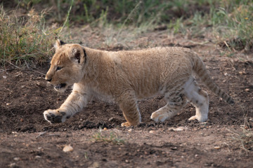 Fototapeta na wymiar Lion cub walking in the Masai Mara