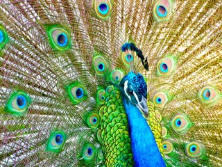 Obraz premium peacock with feathers