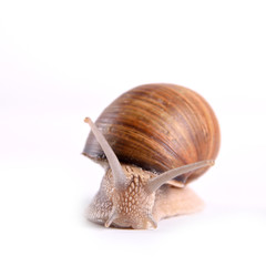 Helix pomatia.Garden snail isolated on white background.Grape snail.