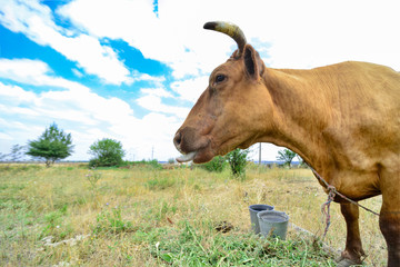 A cow grazes in a meadow against a cloudy blue sky, wide-angle close-up photo.