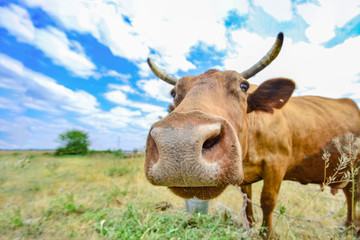 A cow grazes in a meadow against a cloudy blue sky, wide-angle close-up photo.