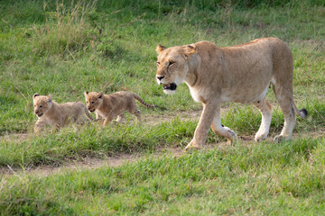 Fototapeta na wymiar lioness out for a walk with her cubs