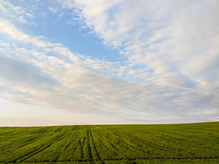 Agriculture fields in the summer season