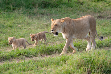 lioness and her cubs out for a walk in the Masai Mara