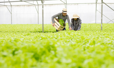 Male and female gardeners are collecting organic vegetables harvested from the Hydroponics vegetable farm.