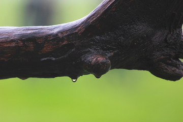 tree log