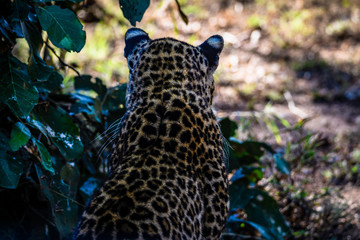 Raubkatze auf leisen Sohlen