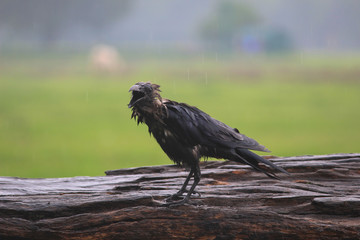 wet crow 