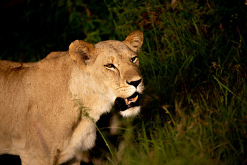 Fototapeta na wymiar Lioness face lit by sunlight against a dark background