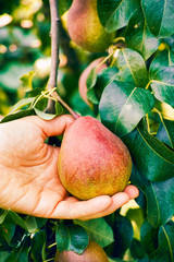 Woman hand taking crop of pear from the tree.