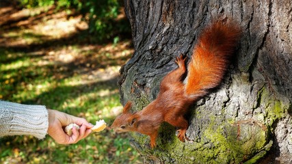squirrel on tree © Rafal
