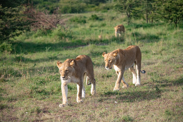 Naklejka na ściany i meble Two lionesses out for a walk in the Masai Mara