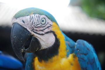 Canindé Macaw