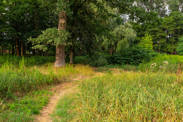 A summer morning in a forest clearing.