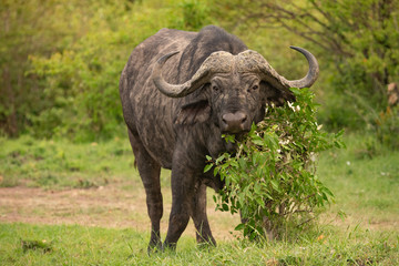 buffalo in bush in Masai Mara