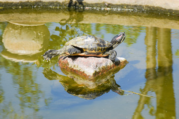 Obraz premium big red-eared turtle basking in the sun on a stone