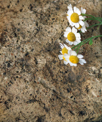 Fototapeta na wymiar bouquet of daisies on a stone texture background