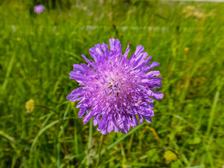 Macro of the blooming thistle flower