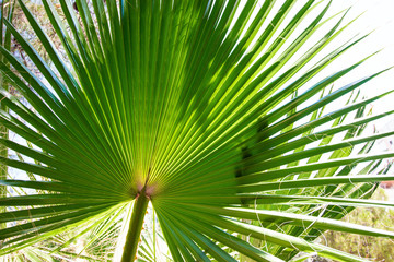 A large green leaf of a palm tree. The leaf is lit by a summer and bright sun.