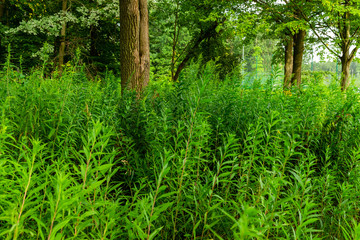 Obraz premium Medicinal herb Canadian goldenrod.