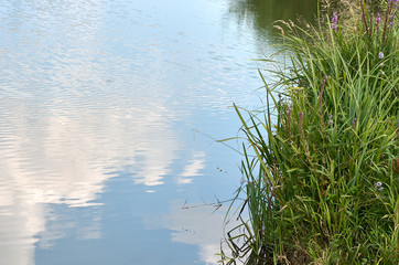 grass by the lake, the reflection of the sky in the water