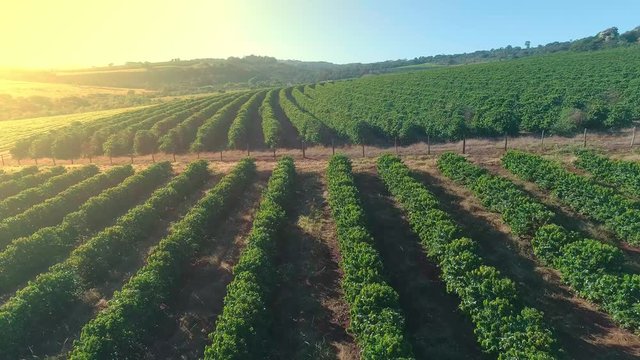 Aerial view of a coffee farm. Coffee plantation. Coffee growing.