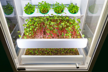 Industrial plant for growing greens. Artificial creation of conditions for plant growth. Growing...