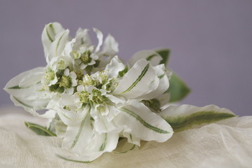 Beautiful flowers - Euphorbia marginata, snow-on-the-mountain, smoke-on-the-prairie, variegated...