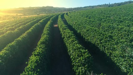 Aerial view of a coffee farm. Coffee plantation. Coffee growing. - Powered by Adobe