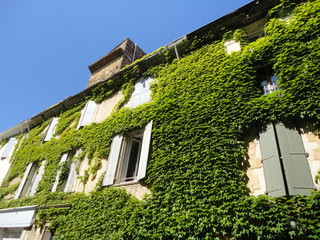 house with climbing plant 2