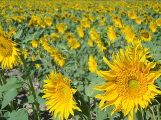 Fototapeta premium sunflowers, south of France