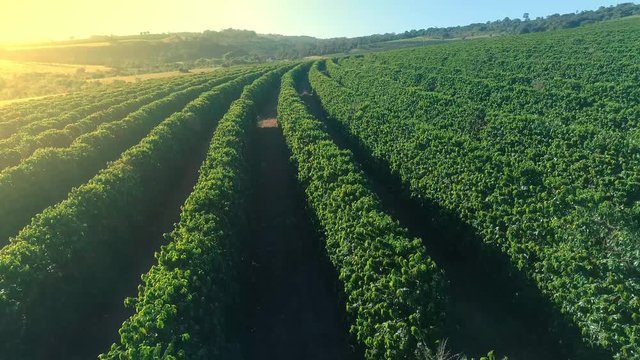 Aerial view of a coffee farm. Coffee plantation. Coffee growing.