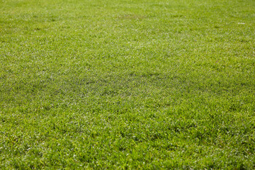 green grass background