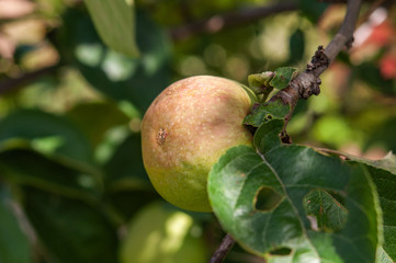 Green apple on a branch. Low key
