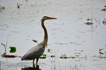 great blue heron