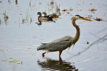 great blue heron in water