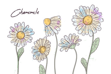 Floral botany illustrations. Vector sketches chamomile flowers.