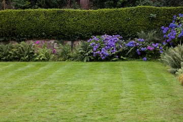 Blue Hydrangeas In Garden With Lawn In Foreground