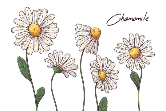 Floral botany illustrations. Vector sketches chamomile flowers.