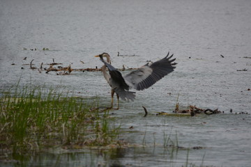 heron in flight