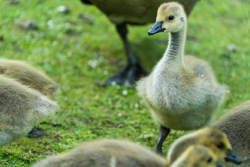 canadian goose in a lake scotland